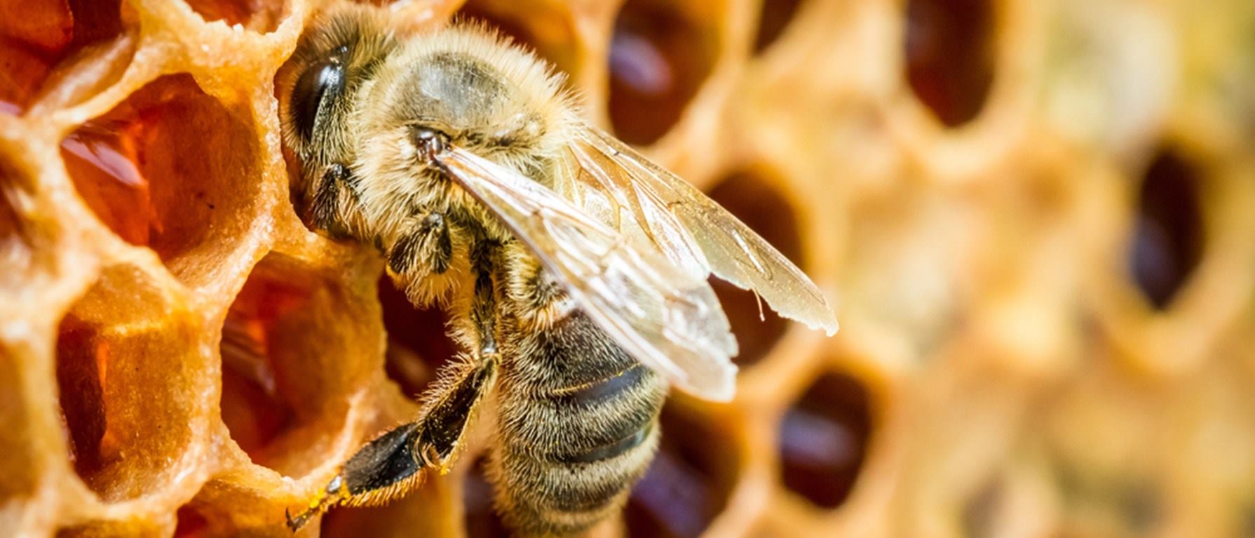 Ofrecemos productos naturales